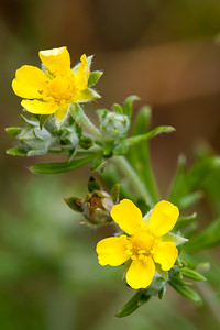 Potentilla intermedia (Rosaceae)  - Potentille intermédiaire - Russian Cinquefoil Moselle [France] 02/06/2012 - 250m