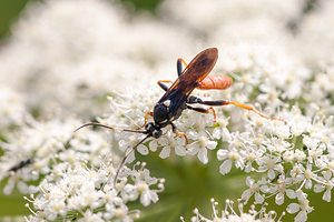 Protichneumon pisorius (Ichneumonidae)  Vosges [France] 30/06/2012 - 380m