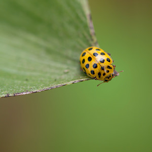 Psyllobora vigintiduopunctata (Coccinellidae)  - Coccinelle à 22 points - 22-spot Ladybird Vosges [France] 30/06/2012 - 380m