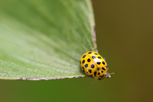 Psyllobora vigintiduopunctata (Coccinellidae)  - Coccinelle à 22 points - 22-spot Ladybird Vosges [France] 30/06/2012 - 380m