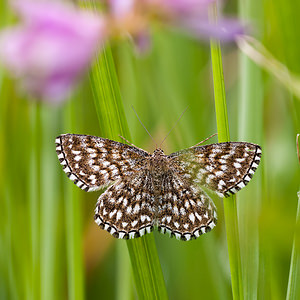 Scopula tessellaria (Geometridae)  - Acidalie tesselée Meuse [France] 30/06/2012 - 340m