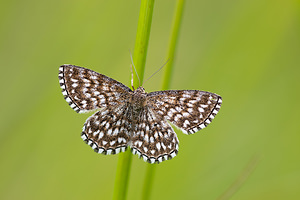 Scopula tessellaria (Geometridae)  - Acidalie tesselée Meuse [France] 30/06/2012 - 340m