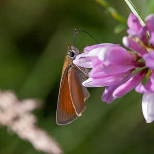 Thymelicus sylvestris (Hesperiidae)  - Hespérie de la Houque - Small Skipper Meuse [France] 29/06/2012 - 340m