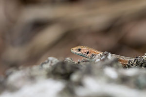 Zootoca vivipara (Lacertidae)  - Lézard vivipare - Viviparous Lizard Moselle [France] 02/06/2012 - 250m