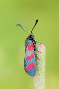 Zygaena transalpina hippocrepidis (Zygaenidae)  - Zygène de lHippocrépide Meuse [France] 30/06/2012 - 340m