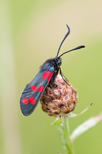 Zygaena transalpina hippocrepidis (Zygaenidae)  - Zygène de lHippocrépide Meuse [France] 30/06/2012 - 340m