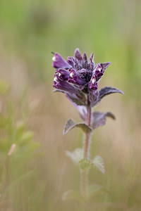 Bartsia alpina (Orobanchaceae)  - Bartsie des Alpes - Alpine Bartsia Savoie [France] 04/07/2012 - 1940m