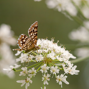 Chiasmia clathrata (Geometridae)  - Réseau, Géomètre à barreaux Courtrai [Belgique] 28/07/2012 - 30m