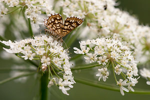 Chiasmia clathrata (Geometridae)  - Réseau, Géomètre à barreaux Courtrai [Belgique] 28/07/2012 - 30m