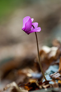 Cyclamen purpurascens Cyclamen pourpré, Cyclamen rouge pourpre, Cyclamen d'Europe, Marron de cochon