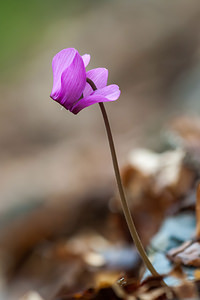 Cyclamen purpurascens (Primulaceae)  - Cyclamen pourpré, Cyclamen rouge pourpre, Cyclamen d'Europe, Marron de cochon Haute-Savoie [France] 06/07/2012 - 930m