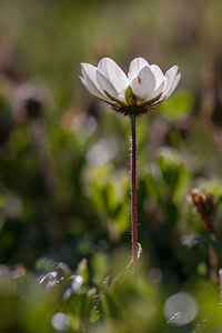 Dryas octopetala (Rosaceae)  - Dryade à huit pétales, Thé des alpes - Mountain Avens Saint-Maurice [Suisse] 03/07/2012 - 1980m