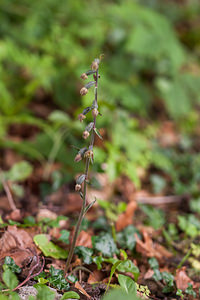 Epipactis microphylla (Orchidaceae)  - Épipactide à petites feuilles, Épipactis à petites feuilles Haute-Savoie [France] 06/07/2012 - 930m