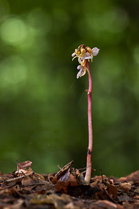 Epipogium aphyllum Épipogon sans feuilles, Épipogium sans feuilles Ghost Orchid