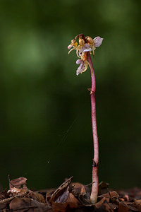 Epipogium aphyllum (Orchidaceae)  - Épipogon sans feuilles, Épipogium sans feuilles - Ghost Orchid Haute-Savoie [France] 06/07/2012 - 930m