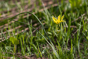 Gagea liottardii (Liliaceae)  - Gagée de Liottard, Gagée porte-fraise, Gagée fistuleuse Savoie [France] 04/07/2012 - 1940m