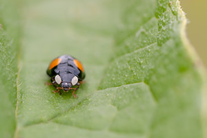 Harmonia axyridis (Coccinellidae)  - Coccinelle asiatique, Coccinelle arlequin - Harlequin ladybird, Asian ladybird, Asian ladybeetle Nord [France] 21/07/2012 - 30mforme spectabilis