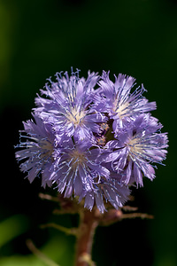 Lactuca alpina (Asteraceae)  - Laitue des Alpes, Cicerbite des Alpes, Mulgédie des Alpes - Alpine Blue-sow-thistle Haute-Savoie [France] 04/07/2012 - 1210m