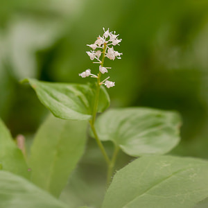 Maianthemum bifolium (Asparagaceae)  - Maïanthème à deux feuilles, Petit muguet à deux fleurs, Petit muguet - May Lily District d'Aigle [Suisse] 03/07/2012 - 1690m