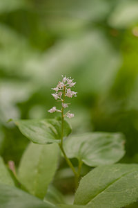 Maianthemum bifolium (Asparagaceae)  - Maïanthème à deux feuilles, Petit muguet à deux fleurs, Petit muguet - May Lily District d'Aigle [Suisse] 03/07/2012 - 1690m