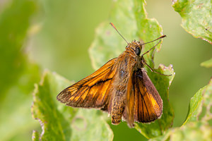 Ochlodes sylvanus (Hesperiidae)  - Sylvaine, Sylvain, Sylvine Nord [France] 21/07/2012 - 30m