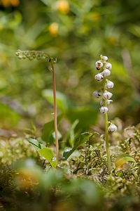 Orthilia secunda (Ericaceae)  - Orthilie unilatérale, Pirole unilatérale, Pyrole unilatérale - Serrated Wintergreen Haute-Savoie [France] 04/07/2012 - 1210m
