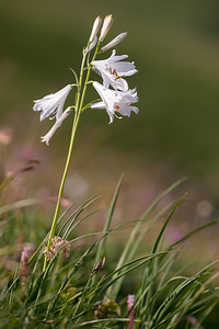 Paradisea liliastrum (Asparagaceae)  - Paradisie faux lis, Lis des Alpes, Paradisie, Lis de Saint-bruno Savoie [France] 04/07/2012 - 1940m