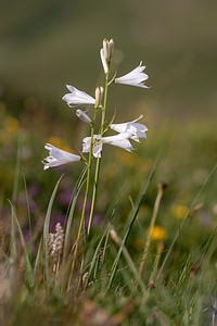 Paradisea liliastrum (Asparagaceae)  - Paradisie faux lis, Lis des Alpes, Paradisie, Lis de Saint-bruno Savoie [France] 04/07/2012 - 1940m