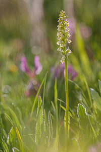 Pseudorchis albida (Orchidaceae)  - Faux orchis blanc, Pseudorchis blanc, Orchis blanc - Small-white Orchid Savoie [France] 04/07/2012 - 1940m