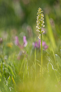 Pseudorchis albida (Orchidaceae)  - Faux orchis blanc, Pseudorchis blanc, Orchis blanc - Small-white Orchid Savoie [France] 04/07/2012 - 1940m