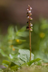 Pyrola minor (Ericaceae)  - Pyrole mineure, Petite pyrole - Common Wintergreen Haute-Savoie [France] 04/07/2012 - 1210m