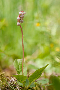 Pyrola minor (Ericaceae)  - Pyrole mineure, Petite pyrole - Common Wintergreen Haute-Savoie [France] 04/07/2012 - 1210m