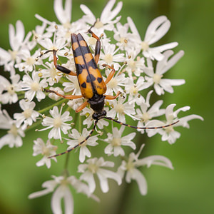 Rutpela maculata (Cerambycidae)  - Lepture tachetée, Lepture cycliste Courtrai [Belgique] 28/07/2012 - 30m