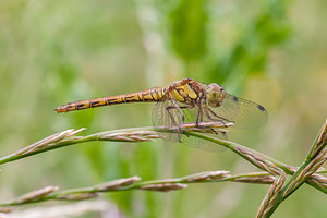 Sympetrum striolatum (Libellulidae)  - Sympétrum fascié - Common Darter Nord [France] 21/07/2012 - 30m