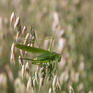 Tettigonia viridissima (Tettigoniidae)  - Grande Sauterelle verte, Sauterelle verte (des prés),  Tettigonie verte, Sauterelle à coutelas - Great Green Bush Cricket Marne [France] 07/07/2012 - 110m