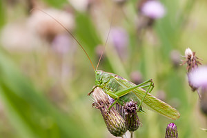 Tettigonia viridissima (Tettigoniidae)  - Grande Sauterelle verte, Sauterelle verte (des prés),  Tettigonie verte, Sauterelle à coutelas - Great Green Bush Cricket Nord [France] 21/07/2012 - 30m