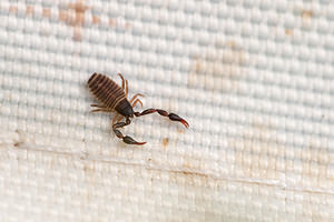 Cheiridium museorum (Cheiridiidae)  - Book Scorpion Somme [France] 15/08/2012 - 60m