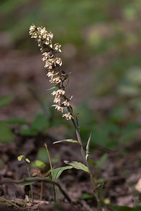 Epipactis purpurata (Orchidaceae)  - Épipactide pourpre, Épipactis pourpre, Épipactis violacé, Épipactide violacée - Violet Helleborine Marne [France] 16/08/2012 - 270m