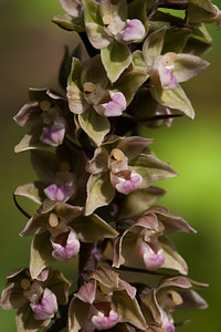 Epipactis purpurata (Orchidaceae)  - Épipactide pourpre, Épipactis pourpre, Épipactis violacé, Épipactide violacée - Violet Helleborine Marne [France] 16/08/2012 - 270m