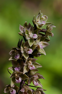 Epipactis purpurata (Orchidaceae)  - Épipactide pourpre, Épipactis pourpre, Épipactis violacé, Épipactide violacée - Violet Helleborine Marne [France] 16/08/2012 - 270m