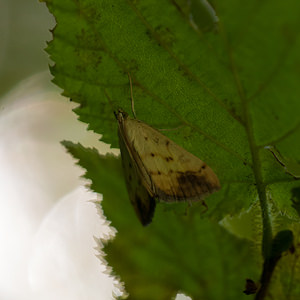 Evergestis extimalis (Crambidae)  - Evergète de la roquette jaune Meuse [France] 18/08/2012 - 370m