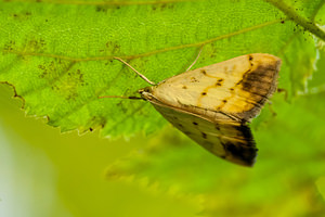 Evergestis extimalis (Crambidae)  - Evergète de la roquette jaune Meuse [France] 18/08/2012 - 370m