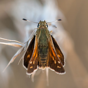 Hesperia comma (Hesperiidae)  - Virgule, Comma - Silver-spotted Skipper Vosges [France] 18/08/2012 - 370m