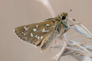 Hesperia comma (Hesperiidae)  - Virgule, Comma - Silver-spotted Skipper Vosges [France] 18/08/2012 - 370m