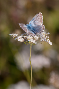 Lysandra coridon (Lycaenidae)  - Argus bleu-nacré - Chalk-hill Blue Marne [France] 16/08/2012 - 170m