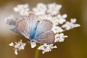 Lysandra coridon (Lycaenidae)  - Argus bleu-nacré - Chalk-hill Blue Marne [France] 16/08/2012 - 170m