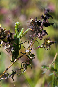 Mantis religiosa (Mantidae)  - Mante religieuse - Praying Mantis Meuse [France] 18/08/2012 - 360mquelques instant avant la capture au vol d'un bourdon de belle taille