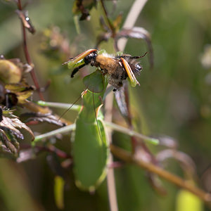 Mantis religiosa (Mantidae)  - Mante religieuse - Praying Mantis Meuse [France] 18/08/2012 - 360m