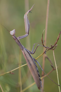 Mantis religiosa (Mantidae)  - Mante religieuse - Praying Mantis Vosges [France] 18/08/2012 - 370m