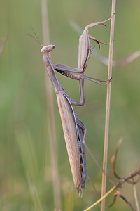 Mantis religiosa (Mantidae)  - Mante religieuse - Praying Mantis Vosges [France] 18/08/2012 - 370m